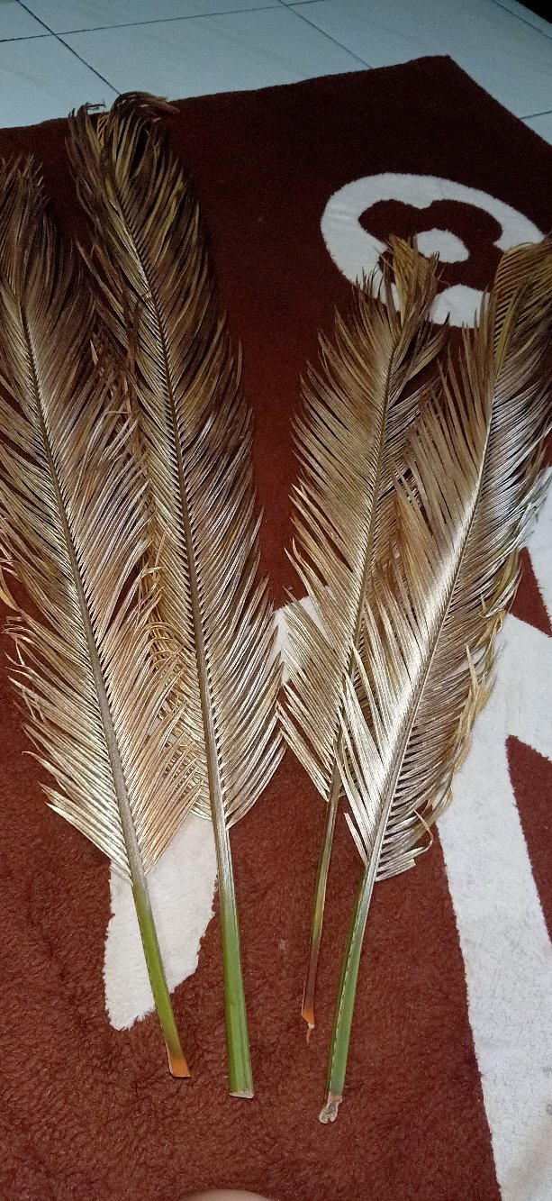 Daun Palem Gold L.25 Cm/dried Palm Leaves / Cuting Bagus