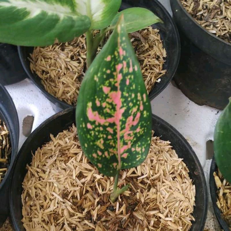 tanaman hias aglonema ruby pink - bibit aglonema ruby pink