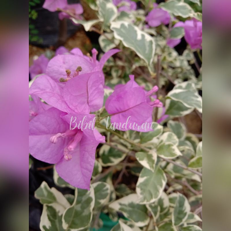 Tanaman Hias Bougenville Ungu/ Bougenville Variegata Ungu