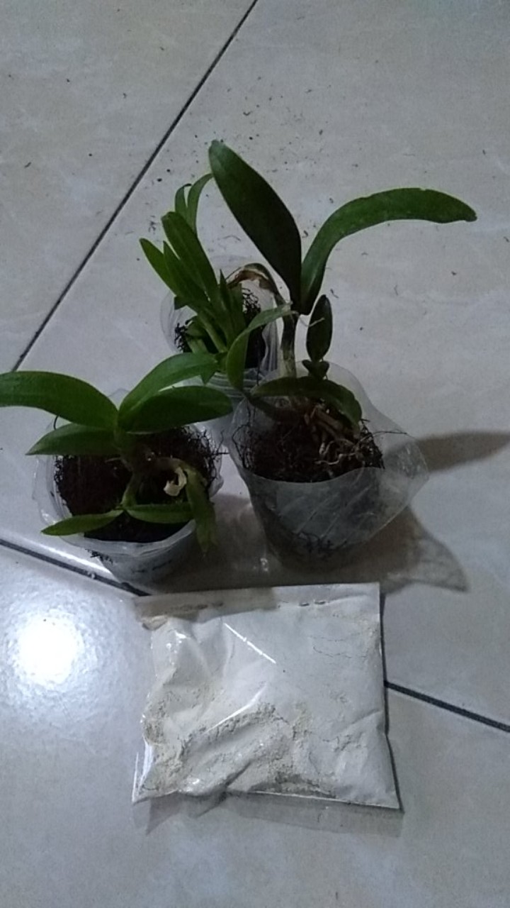 Seedling Anggrek Dendrobium