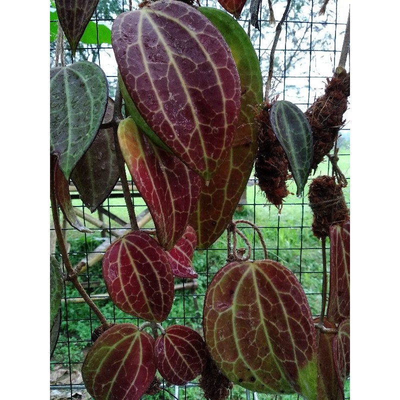 Hoya Macrophylla Red