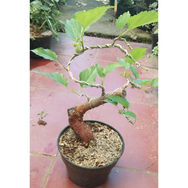 Tanaman Hias Bonsai Murbei Shopee Indonesia