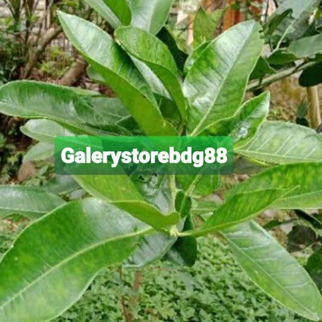 

Daun jeruk bali segar 250 gram fresh-az