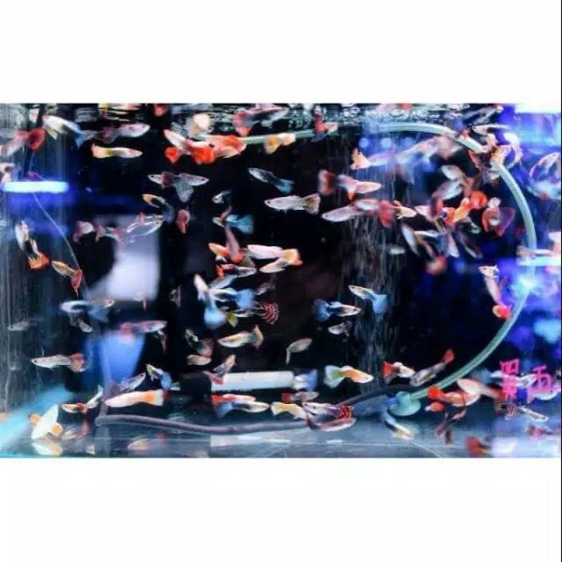 ikan hias Guppy cendolan 20 ekor