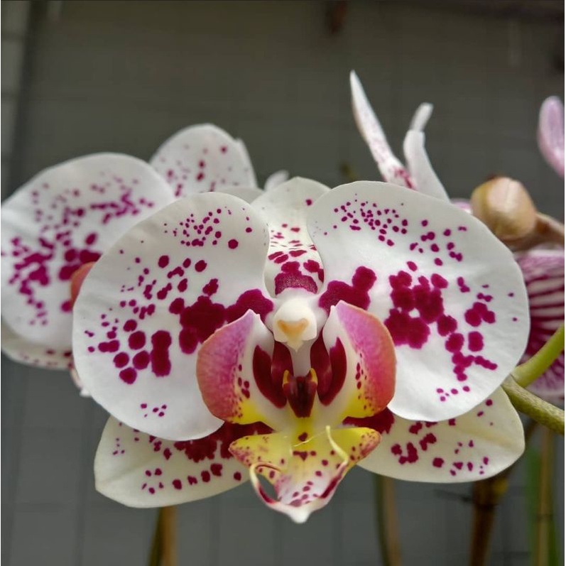 Anggrek Bulan Putih Totol Spike