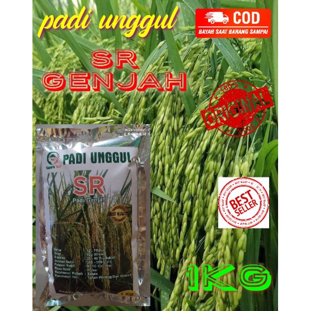 benih padi genjah SR genjah premium 1 kg