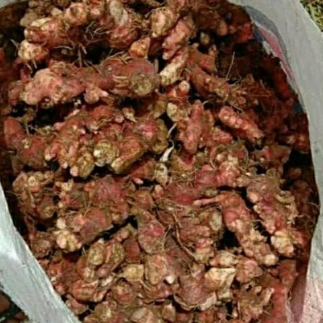 

~@~@~@~@] JAHE MERAH 1 KG/BUMBU
