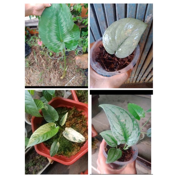 paketan lebih murah 4 jenis scinddapsus platinum,scinddapsus silver flash,homalomena varigata,sisma 