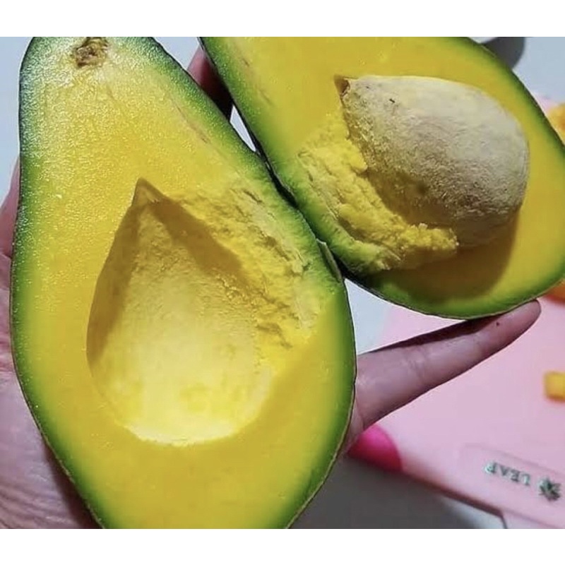 

ALPUKAT MENTEGA MINI isi 5-6 biji