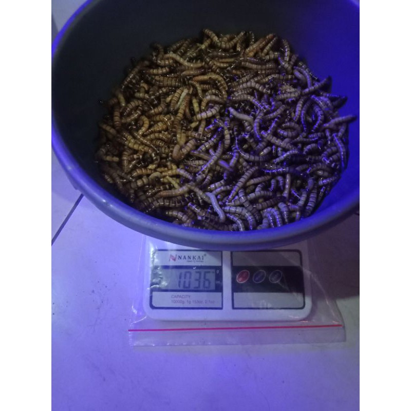 ulat jerman hidup beku ulet jerman