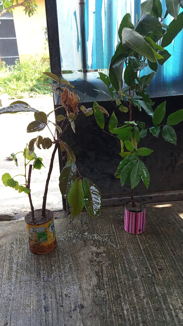 Bibit Kelengkeng Matalada