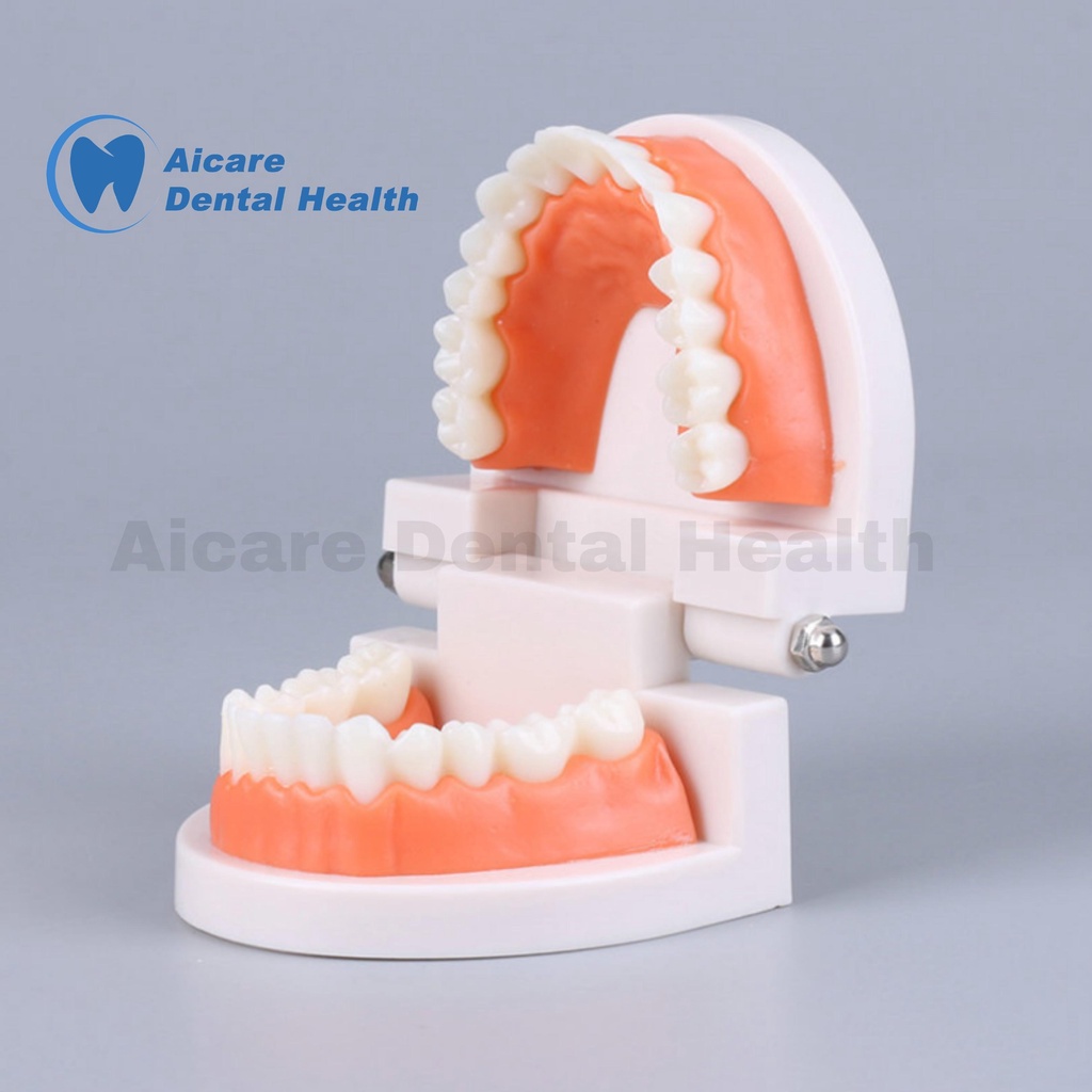 Model Gigi Edukasi TERBARU - Alat Peraga Gigi - Dental Model Study