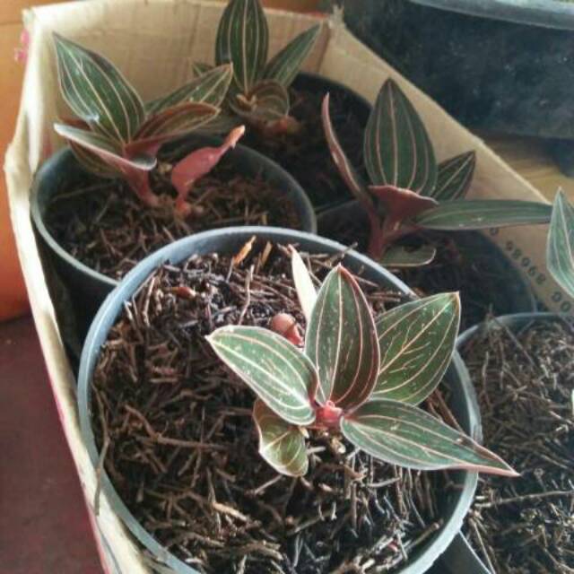 Tanaman hias ludisia discolour(jewel orchid)