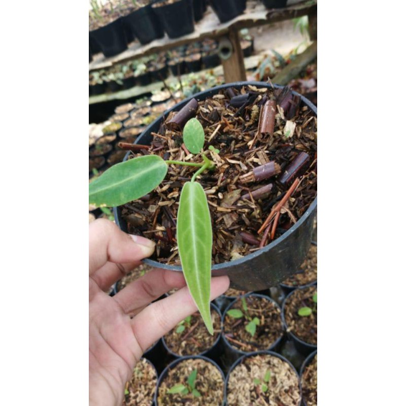 baby anthurium warocqueanum /lidah gajah