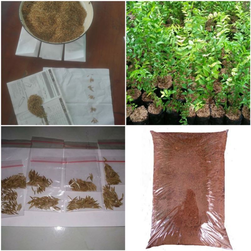 biji bahan bonsai anting putri