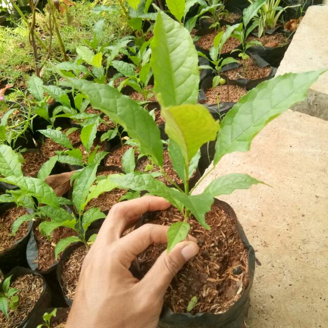 bibit tabebuya ungu - pohon tabebuya - bibit pohon - tabebuya - tabebuya ungu