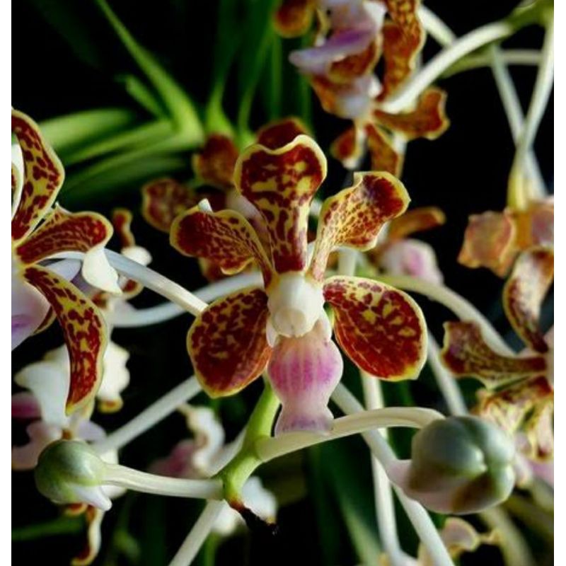 vanda Limbata