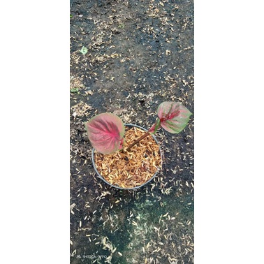 Tanaman hias bunga keladi Thailand series/bibit caladium/Keladi doreng/keladi hias