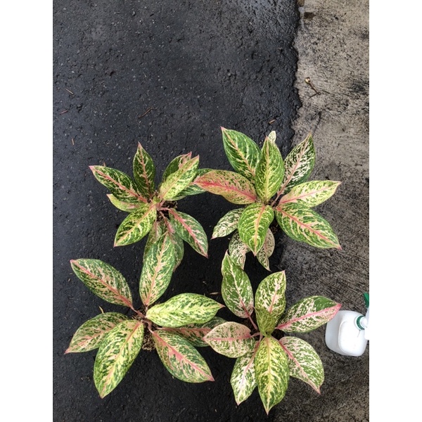 aglaonema miss thai