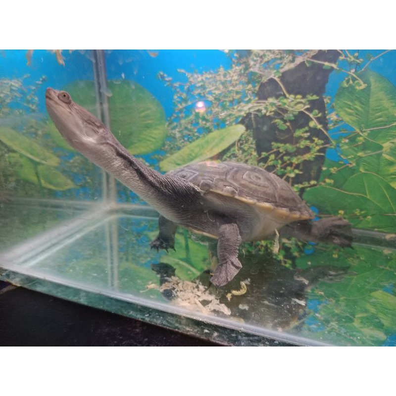 Kura kura leher panjang siebenrocky 10cm+