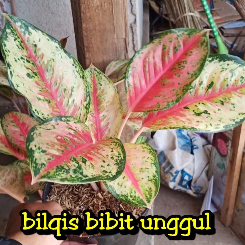 bunga aglonema sweet dream_bunga aglonema sweet dream super_sweet dreams