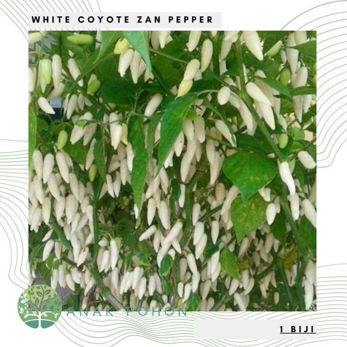 Benih / Bibit / Biji - Cabai White Coyote Zan Pepper Seeds (3 biji) ANPN62 Segera Beli