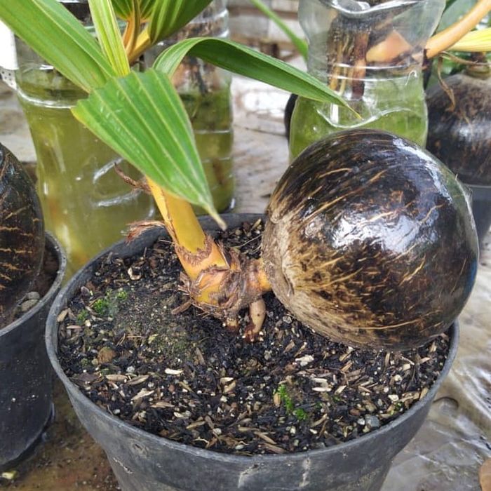Tanaman hias bonsai kelapa - pohon bonsai - kelapa bonsai
