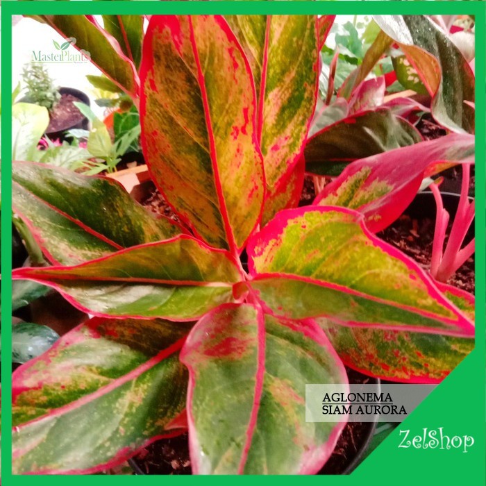 Aglonema Siam Aurora / Red Aurora