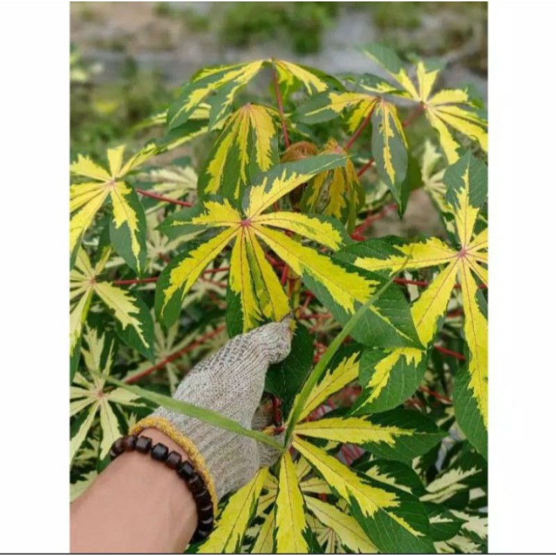 Bibit pohon singkong varigata / Pohon singkong varigata