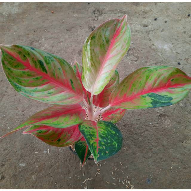 Aglaonema Red Exotic