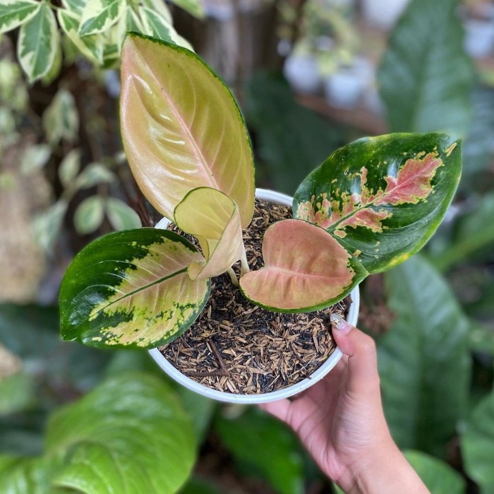 aglonema sultan Brunei anakan