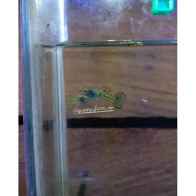 guppy-sepasang siap breed(metal snkae skin rountail)