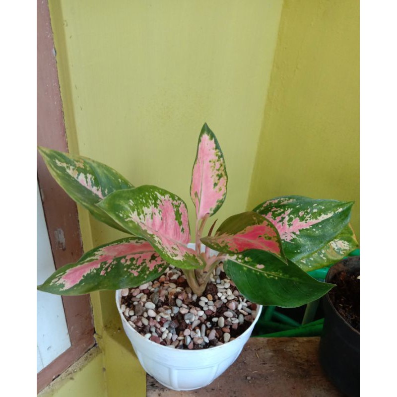 Aglonema Kochin 9 Daun Besar