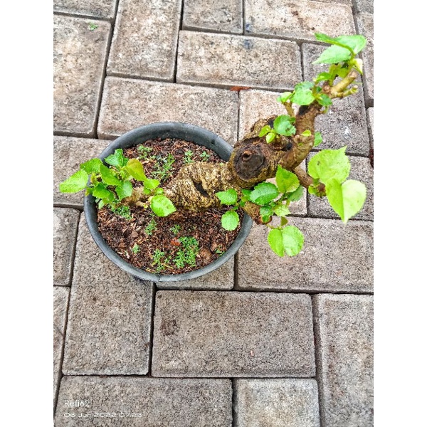 shito bonsai waru berkarakter