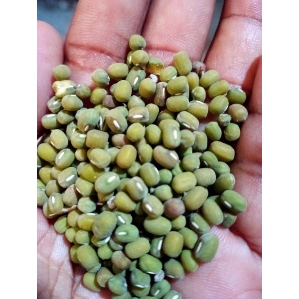 

BIJI KACANG HIJAU