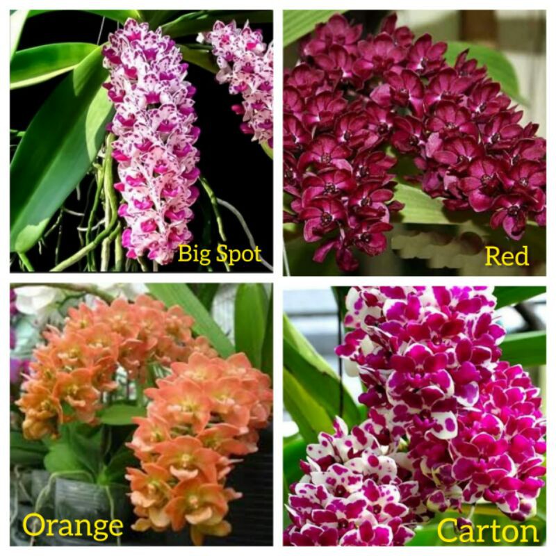 Anggrek Rhynchonstylis Gigantea