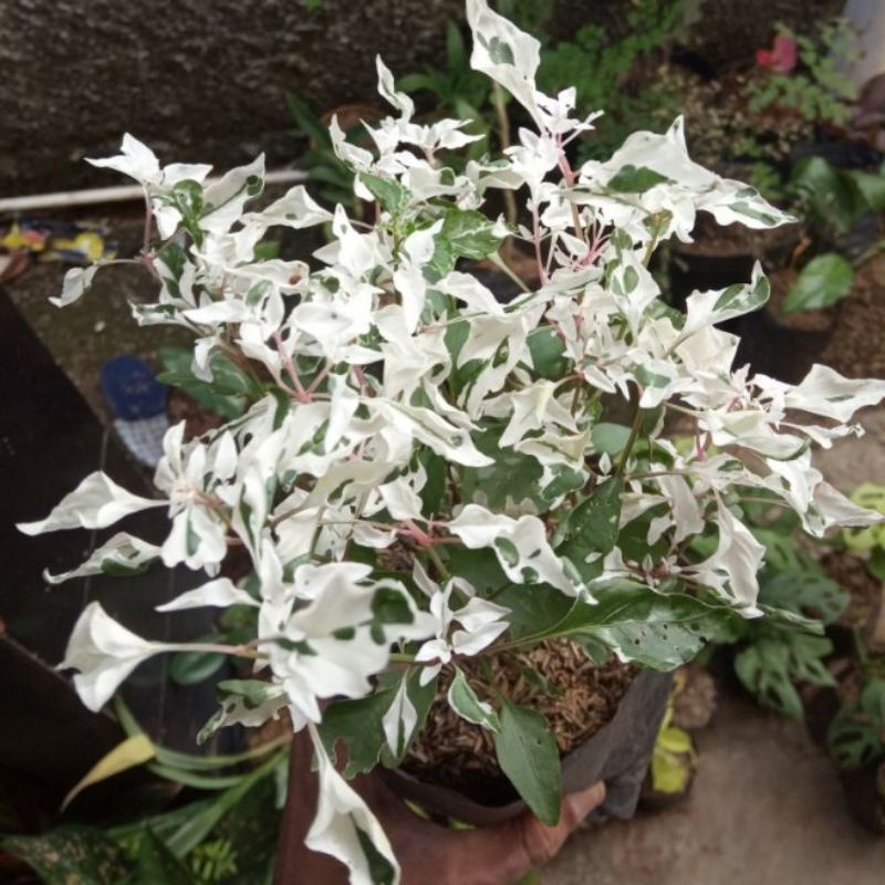tanaman hias krokot salju/pohon hias krokot salju with/bibit pohon hias krokot salju