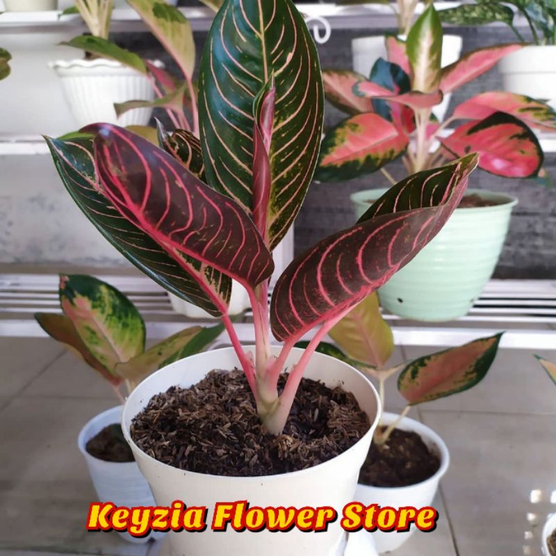 bunga aglonema red sumatera - bunga aglonema pride of sumatera remaja