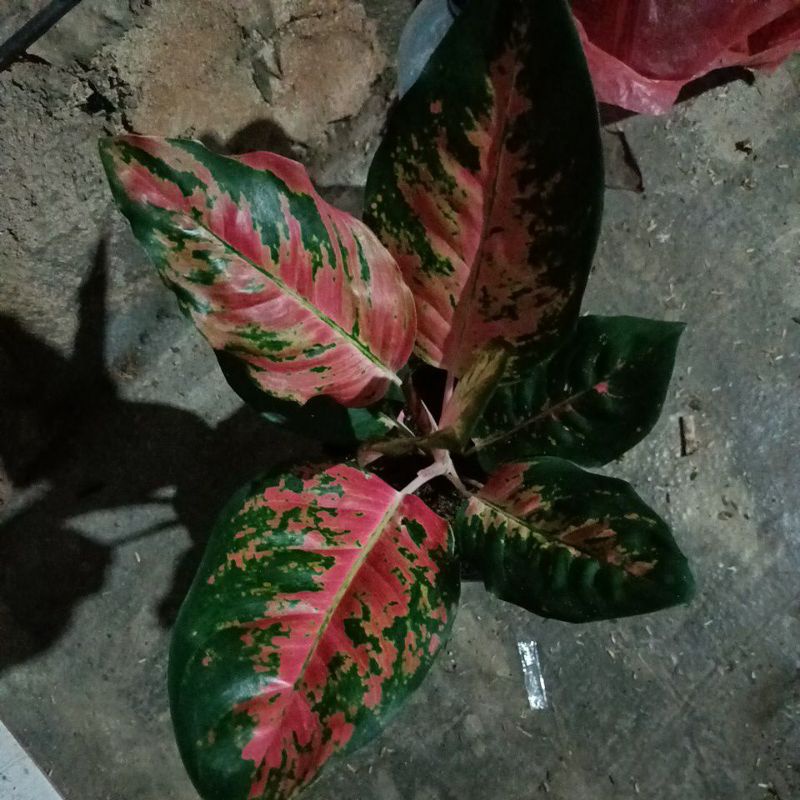 bunga Aglonema kocin hibrid