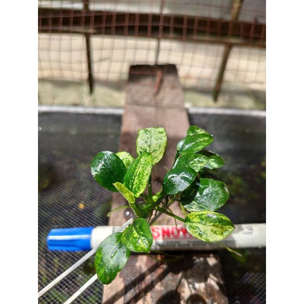 Anubias Vintoes MP