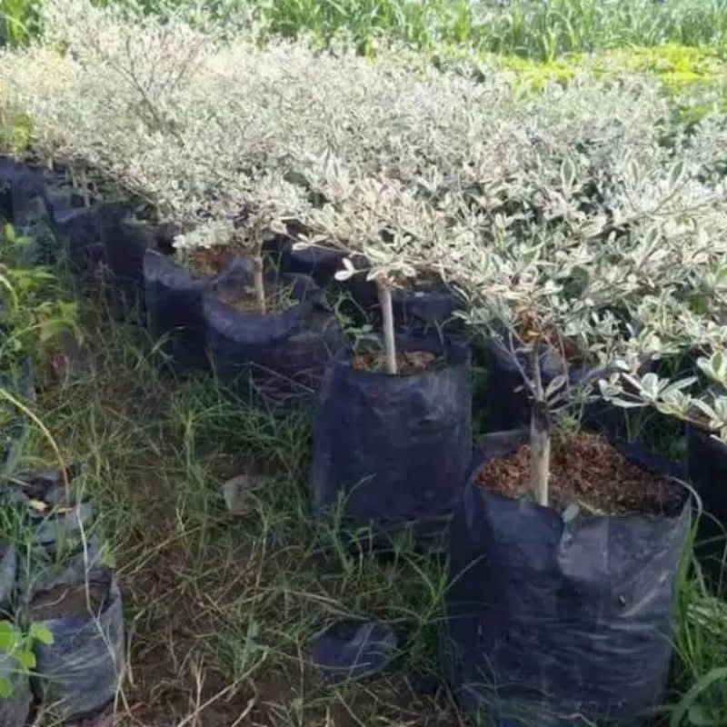 bibit pohon Ketapang Kencana Varigata