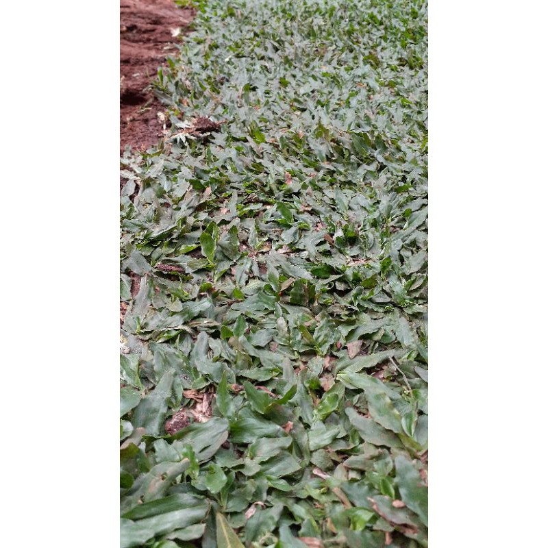 Bibit Rumput Gajah Mini Hijau Untuk Taman - tamaman hias - hiasan taman