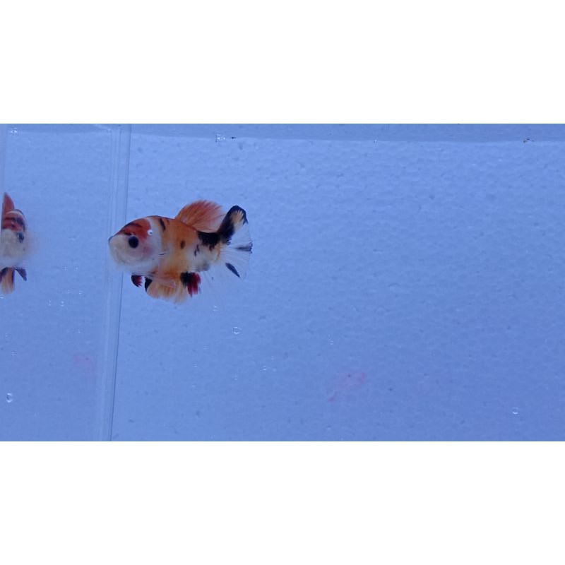 ikan cupang hias Nemo clasik