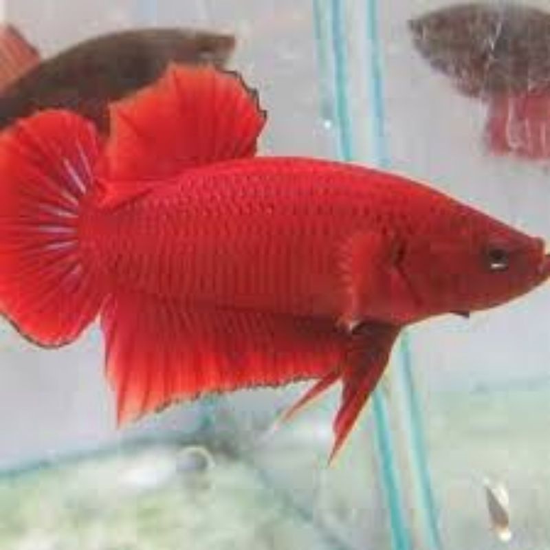 CUPANG JANTAN MERAH ASLI MERAH