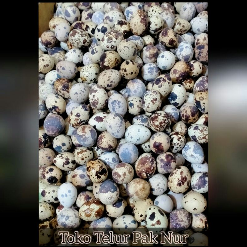 

Telur Puyuh 1Kg