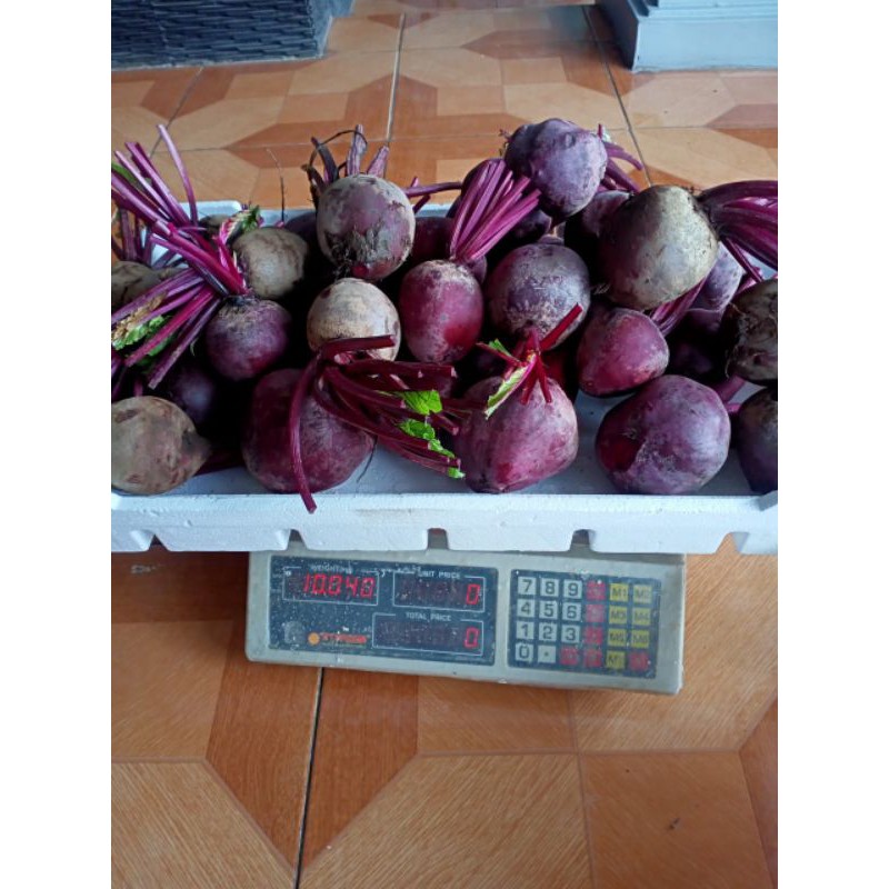 

Buah bit segar beetroot fresh 1 kg berkualitas