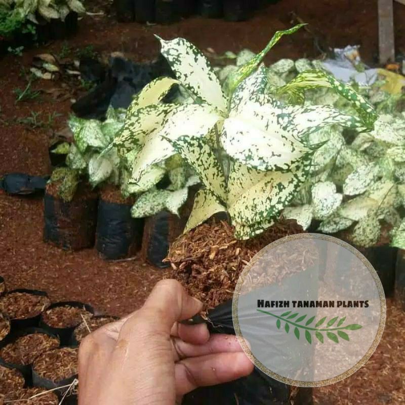 Tanaman Hias Dracena Florida / Beras Tumpah - Dracena Florida Tanaman Hidup-,Bunga Hidup Murah Bunga