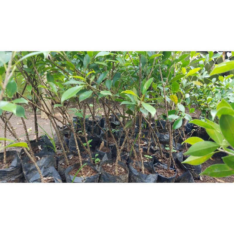 Bahan Bonsai Kimeng/Bonsai Kimeng/Bahan kimeng ±4-5 mm(sedotan besar)