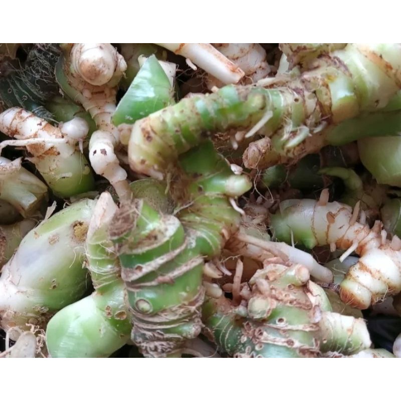 Umbi keladi tikus segar 250gram.