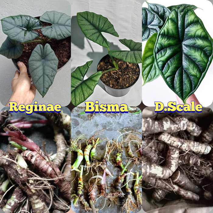 paket 3 Stek batang tanaman alocasia Reginae ,Bisma &amp; Dragon Scale